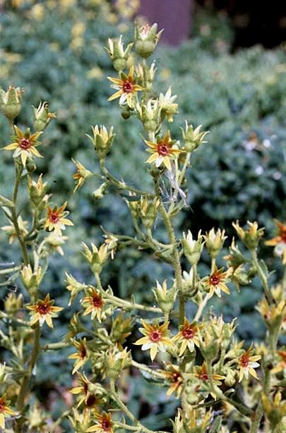 Saxifraga mutata  /  Sassifraga gialla aranciata